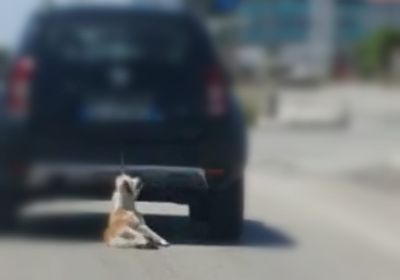 IL CANE “TRASCINATO” MA È REATO O NO?